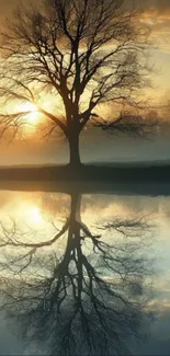 Solitary tree reflected in a lake at sunrise.