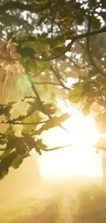 Sunlight filtering through green leaves at sunrise in nature scene.