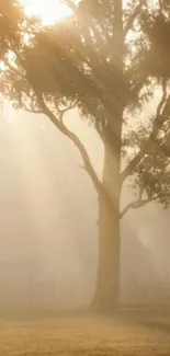 Serene morning scene with a tree silhouetted against a golden sunrise.