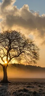 Lone tree with sunrise and mist in scenic landscape.