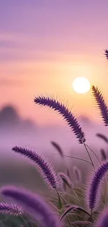 Purple grass against a serene sunrise background