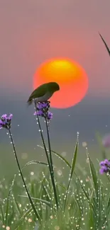 Bird on flower with vivid sunset in background.