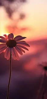 Sunset and daisy mobile wallpaper with serene and calming colors.