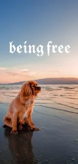 Dog sitting on beach at sunset with a serene background.