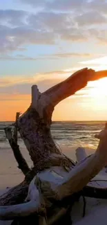 Driftwood on a serene beach at sunset with ocean waves in the background.