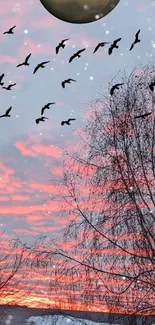 Sunset sky with birds flying over bare winter trees.