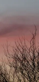 Tree branches silhouetted against a pastel sunset sky.