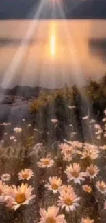 Beautiful sunset over a lake with daisies in the foreground.