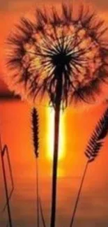 Dandelion silhouette at sunset over a calm lake.