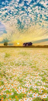 Sunset over daisy field with vibrant sky and distant house.