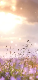 Serene field at sunset with purple flowers and soft clouds.