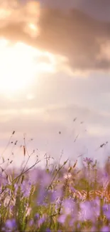 Serene sunset field with wildflowers under a glowing sky for mobile wallpaper.