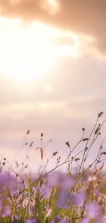 Serene sunset over a field with purple flowers and a glowing sky.