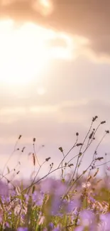 Serene sunset landscape with purple flowers.