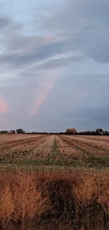 Serene sunset field under a pastel sky.