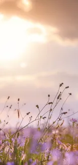 Peaceful sunset field with wildflowers and a golden sky.