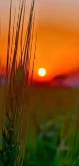 Beautiful sunset over a lush green field.