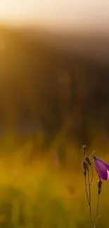 Violet bellflower in a golden sunset glow with a tranquil background.