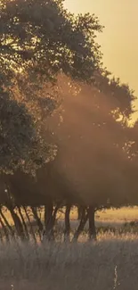 Sunset view of forest with golden light and silhouetted trees.