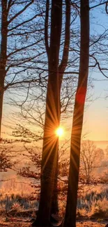 Sunset casting golden light in a tranquil forest scene.