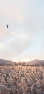 Serene sunset with birds over a calm field and mountains in the backdrop.