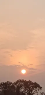 Serene sunset over silhouetted trees with pastel orange sky.