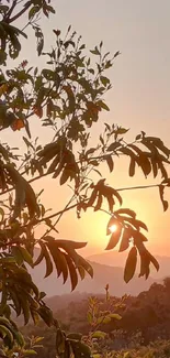 Silhouetted tree against a vibrant sunset over mountains.