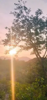 Sunset with tree silhouette and colorful sky over hills.