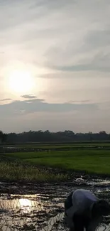 A sunset over lush rice fields with a tranquil rural landscape.