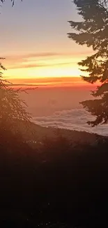 Serene sunset behind silhouetted forest trees.