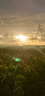 Serene sunset over lush forest with golden light.