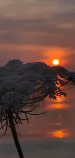 Sunset over ocean with flower silhouette in foreground.