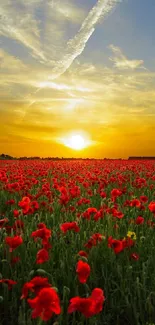 Sunset over a vast poppy field with a colorful sky.