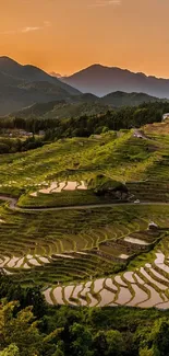 Golden sunset over lush terraced rice fields in the countryside.