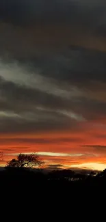 Calming sunset over silhouetted trees with orange hues in the sky.