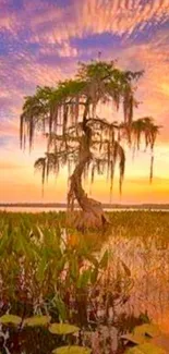 Mobile wallpaper of sunset over a tree by a swamp.