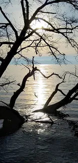 Silhouetted trees against a sunset over water