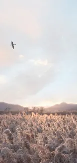 Sunset over a serene wheat field with birds flying above.