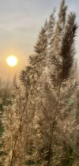 Serene sunset over wheat fields with golden hues.