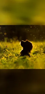 Puppy silhouette in golden sunset field scene.