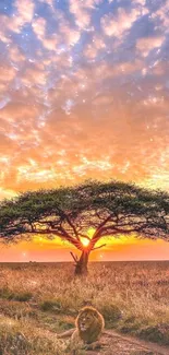 A majestic lion under an acacia tree at sunset with vibrant colors and serene landscape.