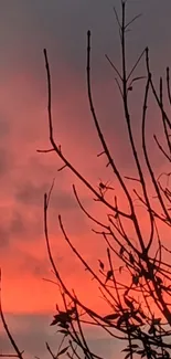 Silhouette of branches against a coral sunset sky.