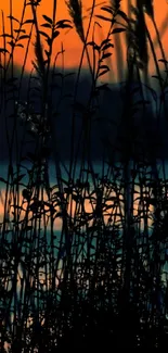 Silhouetted grass against a sunset sky.