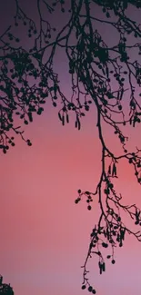 Serene silhouette of tree branches against a pink sunset sky.