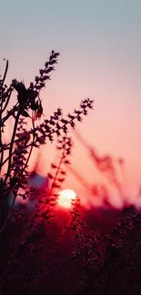 Silhouetted plants against a fiery sunset creating a tranquil scene.