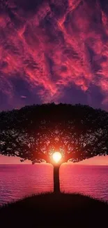 Tree silhouette at sunset with deep pink and purple sky.