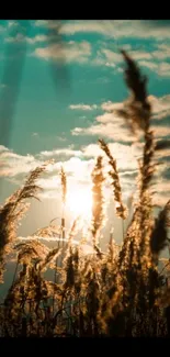 Golden grasses silhouetted against a vibrant teal sunset sky.