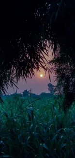 Sunset view through silhouetted trees over a lush green field.