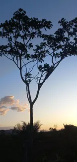 Silhouette of a tree against a blue sunset sky.