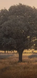 Serene sunset view with a lone tree in a warm, tranquil landscape.